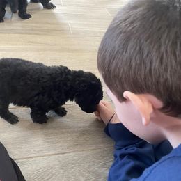 Poodle Puppies from D and D Standard Poodles