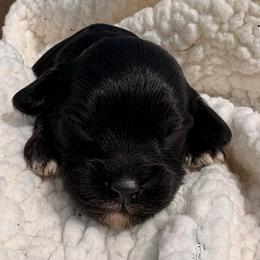 Huckleberry - Black male Cavapoo puppy in El Sobrante, California from Mckendra's Legacy