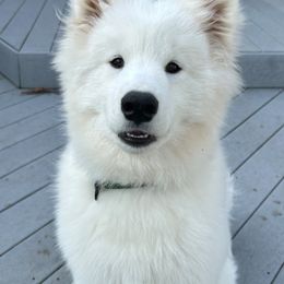 Samoyed Puppies from Limelight Samoyeds