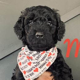 Boy 1 - Black Goldendoodle puppy in Manchester, Connecticut from G & J Doodles LLC