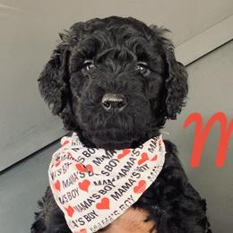 Boy 1 - Black Goldendoodle puppy in Manchester, Connecticut from G & J Doodles LLC
