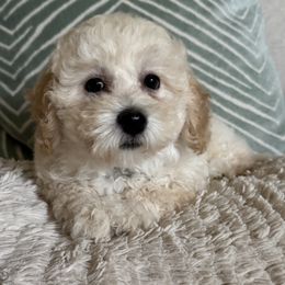 Boy 1 - White male Assorted Doodle Crosses puppy in Vancouver, Washington from Kovalenko Poodles
