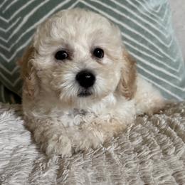 Boy 1 - White male Assorted Doodle Crosses puppy in Vancouver, Washington from Kovalenko Poodles