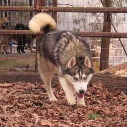 Ryder - Siberian Husky