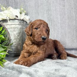 Finn - Red male Irish Doodle puppy in Hammond, Wisconsin from Queen of the Hill Puppies