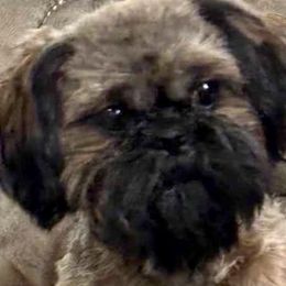 Nova - Shih Tzu