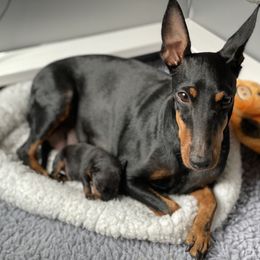 Manchester Terrier Puppies from Go West Dogs