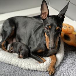 Manchester Terrier Puppies from Go West Dogs
