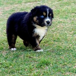 Reef - Black tri-color male Australian Shepherd puppy in Mineral Wells, Texas from A6 Australian Shepards