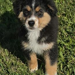 Bowie - Black tri male Miniature American Shepherd puppy in Ellensburg, Washington from Wiggle Rump Ranch