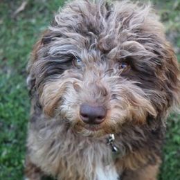 Blue - Aussiedoodle