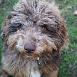 Blue - Aussiedoodle