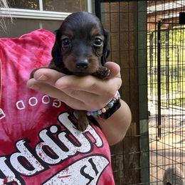 Riley - Wild boar female Dachshund puppy in Cabool, Missouri from Shannon Dachshunds