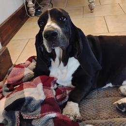 Basset Hounds from Beach Bassets by CC