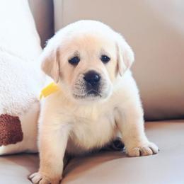 MR. GOLD BonBon-Blue TBD - Yellow male Labrador Retriever puppy in Pasco, Washington from ROCK CREEK LABRADORS