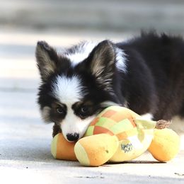 Pembroke Welsh Corgi Puppies from Cosmere Corgis