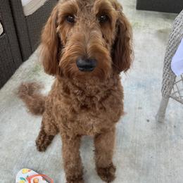 Donna - Goldendoodle