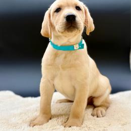 Aqua - Yellow male Labrador Retriever puppy in San Diego County, California from Travis’ Chocolate Labradors