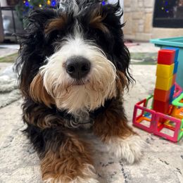 Penny - Bernedoodle
