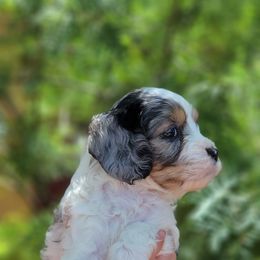 Cavapoo Puppies from Southwest Cavapoos
