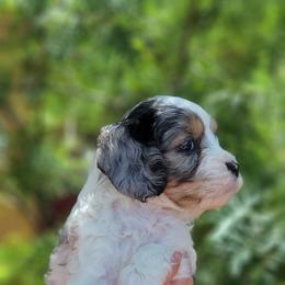 Cavapoo Puppies from Southwest Cavapoos