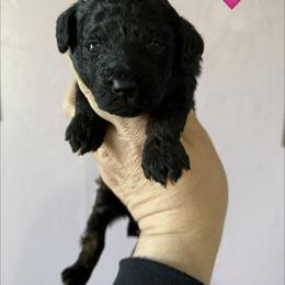 Black Phantom - Phantom female Poodle puppy in Columbiaville, Michigan from LAE Poodles