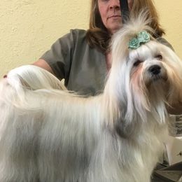 Tequilla  - Havanese