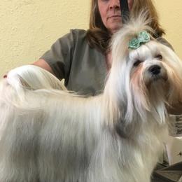 Tequilla  - Havanese