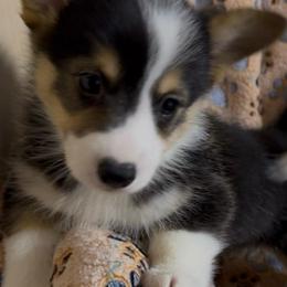 AKC Blue - Black and tan male Pembroke Welsh Corgi puppy in Summerfield, Florida from Promise Land Farm