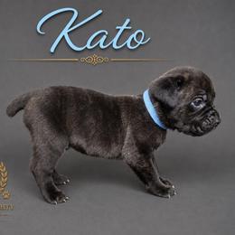 Boaz - Black male Cane Corso puppy in Elkhart, Indiana from Martins Almighty Cane Corsos