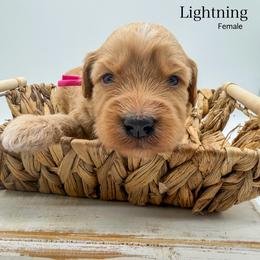 Lightning - Apricot female Goldendoodle puppy in Sunman, Indiana from Brunsman Country Doodles LLC