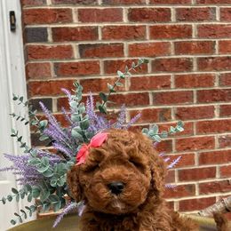 Linda - Red  female Goldendoodle puppy in Mint Hill, North Carolina from DoodleForever
