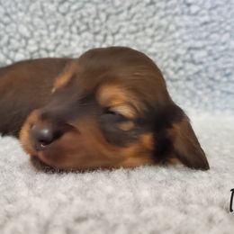 Girl 1 - Cream Dachshund puppy in Utica, Michigan from Riverdox Dachshunds