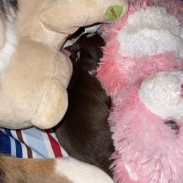 Australian Shepherd Puppies from Wranglin Aussies
