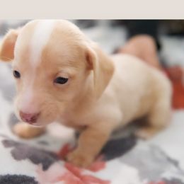 Dachshund Puppies from Purpleheartdoxies