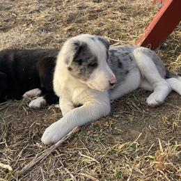 Asa - Slate merle female Border Collie puppy in Aledo, Illinois from Claycreek Ranch