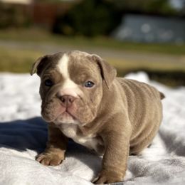 Bulldogs from Sergio Gar's Bulldogs