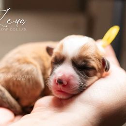 American Corgi and Pembroke Welsh Corgi Puppies from Constellation Corgi