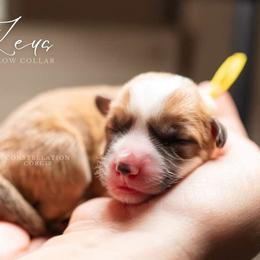 American Corgi and Pembroke Welsh Corgi Puppies from Constellation Corgi