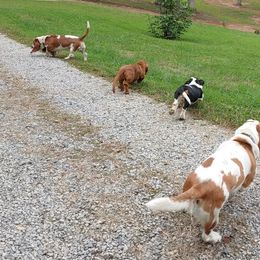 Basset Hound Puppies from Orange Mountain Basset Hounds