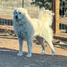 Grover - Colorado Mountain Dog