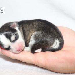 Legacy - Black and white male Pomsky puppy in Denham Springs, Louisiana from Bayouland Pomskies