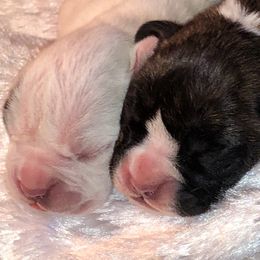 Boxer Puppies from Venician Boxers
