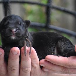 Male 2 - Black and red male German Shepherd puppy in Marianna, Florida from Haus M Godwin