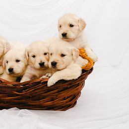 Golden Retriever Puppies from Bluehorsegoldens