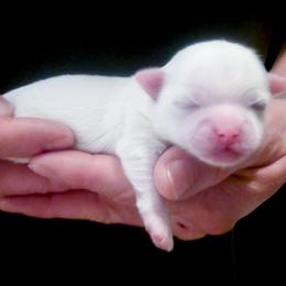 Brooke - White female Mal-Shi puppy in Belleville, Michigan from Michigan Maltese Puppies