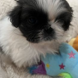 Full AKC - Holly - Fawn sable female Pekingese puppy in Pennsylvania from Triple I Pekes