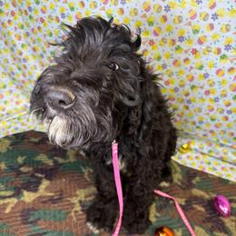 Pepper - Black female Goldendoodle puppy in Water Valley, Mississippi from Olympian Doodles