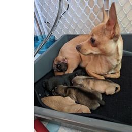 Chihuahua Puppies from Dauntless Chihuahuas