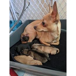 Chihuahua Puppies from Dauntless Chihuahuas
